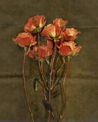 Yesterday_s_roses