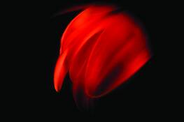 Conversations_with_a_flower_no__02