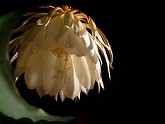 Dama_de_la_noche