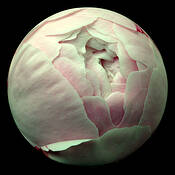 Peony__1