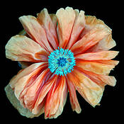 Poppy