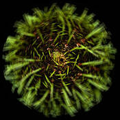 Urchin__4