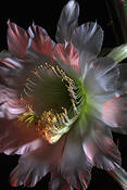 Snake_cerues_1