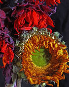 Sun_flower_2