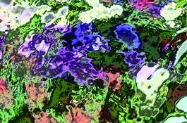Hydrangea_bed
