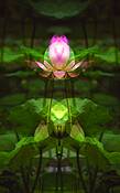 Lotus_offering