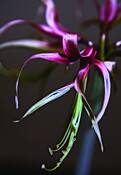 Night_amaryllis