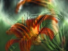 Night_lily_dreaming