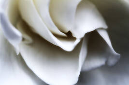 Gardenia