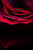 Red_rose
