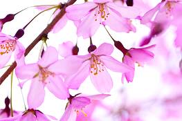 Cherry_blossoms