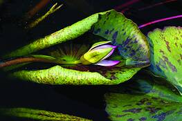 Lotus_in_bloom