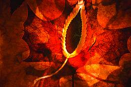 Red_leaf
