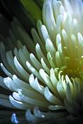 Touched_by_light