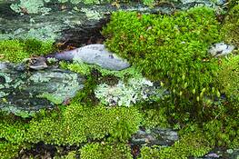 Miniature_garden