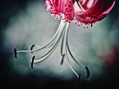 Gothic_lily