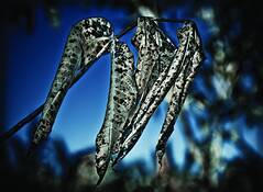 Waning_1
