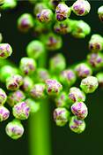 Hoag_green_pink