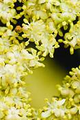 Hoag_yellow