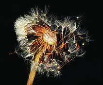 Dandelion