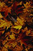 Hidden_treasure
