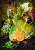 Wilted_hosta_group