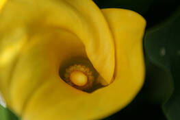 Calla_lily