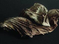 Hosta_leave_1
