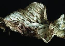 Hosta_leave_2