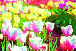 Tulip_1