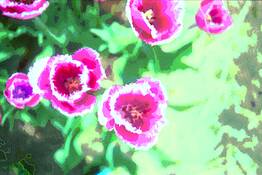 Tulip_3