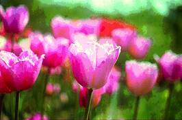 Tulip_4