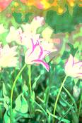 Tulip_5
