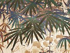 Bamboo_1