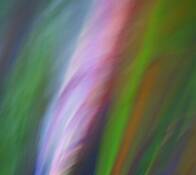Painted_eucalyptus_i
