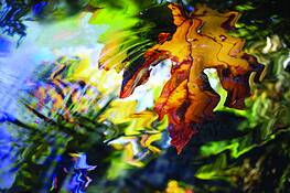 Maple__ripples