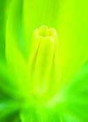 Yellow_trillium_no__3