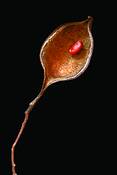 Surrogate_seedpod