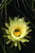 Sweet_nectar