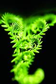 Unfurling