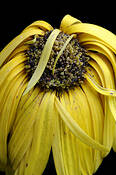 Fallen_daisy