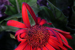 Praying_daisy