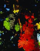Primary_colors