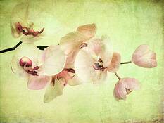 Orchid_dream