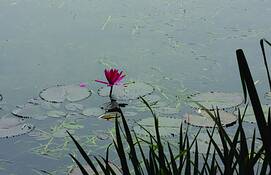 Lone_lotus