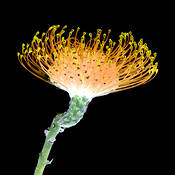 Flower__2