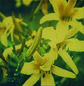 Lilies