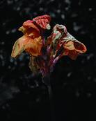 Faded_glory