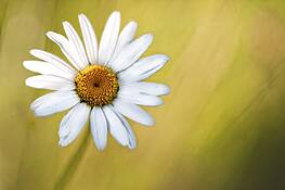 Hidden_daisy