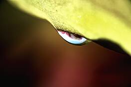 Lizard_eye_leaf